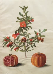Punica granatum simp och pl